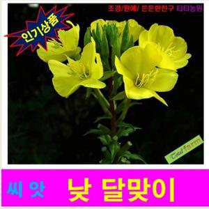 티티희귀씨앗낮달맞이꽃 (노랑) 씨앗100립
