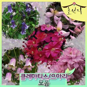 [초선지] 클레마티스 으아리 7치포트화분 신품종 네덜란드 직수입