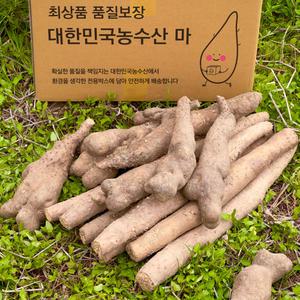 [대한민국농수산] 안동 마사토 재배 산마 장마