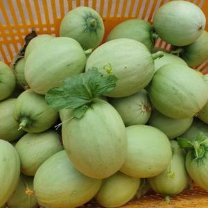 장아찌용아기메론 아기메론 5k 10KG 당일발송