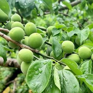 (6월8일부터 순차출고 ) 순천 매실 청매실 왕왕 5kg10kg (40-37mm) 산지직송 매실장아찌 피클 매실청 매...
