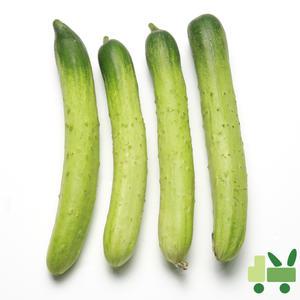 백다다기 오이 (백오이) 10Kg (특)