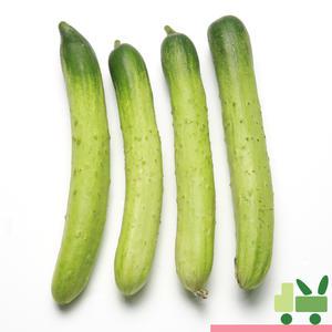 백다다기 오이 (백오이) 20개 (특)