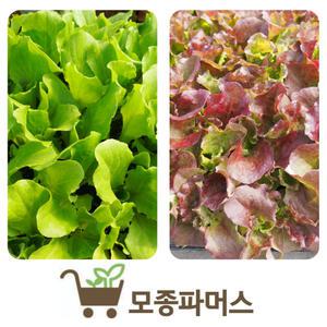 상추모종24개 (선풍플러스12개+아삭이12개)반반세트 (모종파머스)