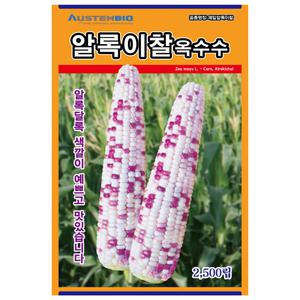 오스템바이오 알록이찰옥수수 2500립 종자 씨앗 찰옥수수 다수확 알록달록 자색