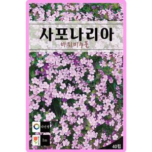 사포나리아 씨앗 40립 바위비누풀 다년생 꽃씨 종자