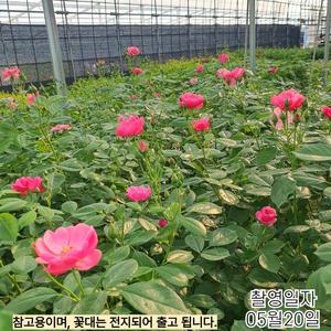 사계 고급 정원 덩굴장미 안젤라 포트망 개화주2지내외