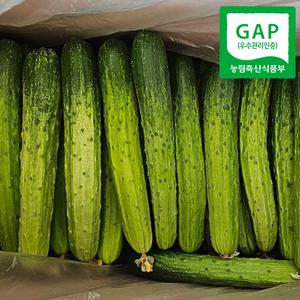 백오이 백다다기 오이 특품 10kg (50개) [GAP 당일수확]