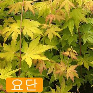 신품종 단풍나무 묘목 (요단) 화분묘
