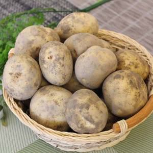 햇감자(왕특)20kg/10kg/5kg  1박스 자연대로팜웨이