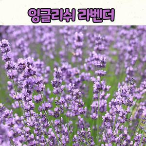 잉글리쉬 라벤더(9cm 화분) 허브식물 / 허브모종