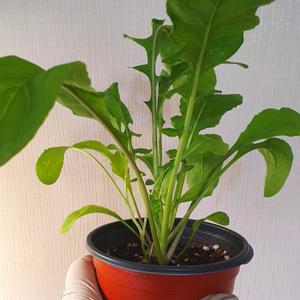 루꼴라(로켓샐러드) 10cm 포트화분 허브모종 식용허브