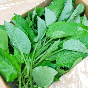 (햇살농원) 강원_정선 곤드레나물 2kg & 곰취나물 1kg_선택구매_산지.당일수확
