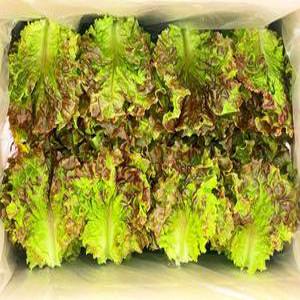 (쌈바쌈바) 산지 꽃상추 2kg [국산:경남고성군]