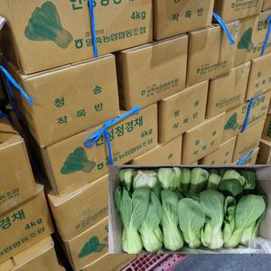 벌크 청경채 업소용 박스청경채 2kg 4kg