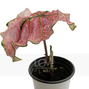 칼라디움스플래쉬오브와인 관엽 공기정화식물 식물키우기