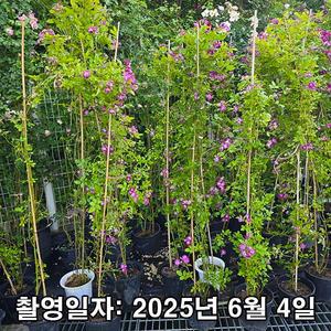 나무생각 / 사계 명품 독일(KORDES) 덩굴장미 / 블루 램블러 / 1.8m(전후) / 개화주