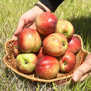 경북 새콤달콤 신선복숭아 신비복숭아 가정용 1kg 2kg