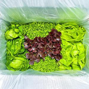자연미가 국내산 무농약 유러피안 샐러드채소 1kg  / 신선포장  쌈채소 4종내