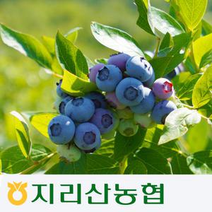 지리산농협-고랭지 무농약 친환경 블루베리