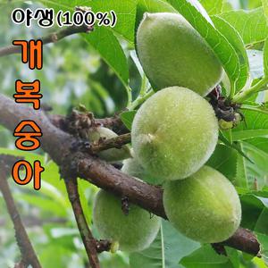 순 자연산(100%) 야생(자생) 개복숭아 5kg 직접채취 /발송