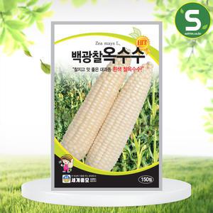 백광찰옥수수 150립 옥수수씨앗 흰색 대과종