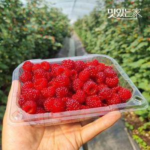 신선한 산딸기 생과 250g 500g 外 중량별