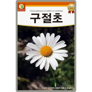 다농 구절초 씨앗 1000립 구절초 꽃씨 야생화 종자