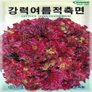 꽃상추씨앗 강력여름적축면 3000립 상추씨앗