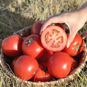 [품질보장] 잘 익은 완숙 찰 토마토 3kg 5kg