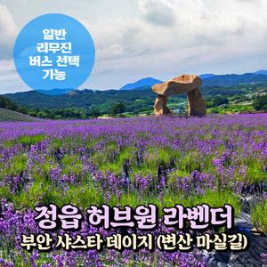 [전북] 정읍 허브원 라벤더축제+부안 샤스타데이지+샘고을시장 당일여행(일반/리무진버스 선택) 서울경기出
