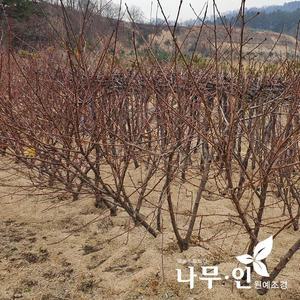 [기타][나무인]복숭아나무 결실주(백도 황도 천도)