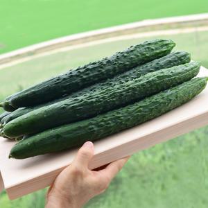 국내산 신선한 가시오이 3kg