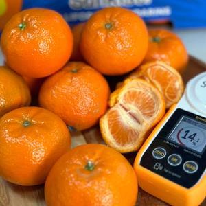 미국산 고당도 14브릭스 만다린 귤 1kg 맛보기