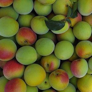 (6월20일부터 순차출고) 순천 매실 홍매실 특대 5kg 10kg (33-29mm) 산지직송 매실청 매실액 원액 매실...