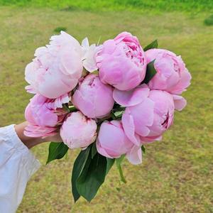 [꽃같은하루] 사라작약 10송이 작약 꽃 생화 꽃다발 택배 온라인꽃집