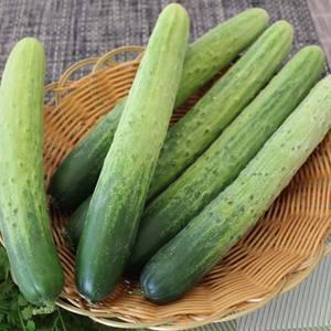 백오이(특)백다다기 10kg 1박스 자연대로팜웨이