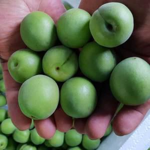 지리산 매실 10kg (청매실 / 특품) 하동 광양 구례 매실