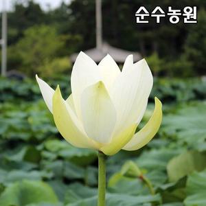연꽃 모종, 백연 화분 1개/수생식물/수경재배