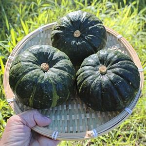 [착한식탁]해남 미니밤호박 2kg