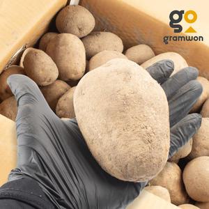 햇감자 왕특 5kg 국내산 감자