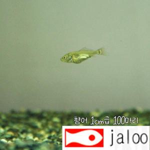 생먹이 자루 향어 1cm급 100마리 생먹이 먹이용 유어 치어 방생 연못 수족관 어항 민물고기 비늘없는 향어