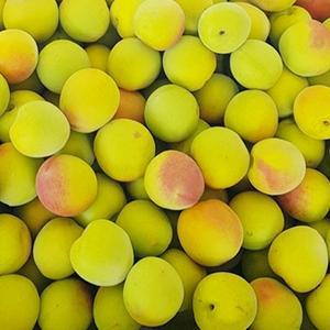착한농부 신선배송 광양 홍매실 10kg 특대