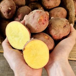 25년 카스테라 감자 홍감자 3kg (중/조림용)