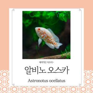 알비노 오스카 하얗고 뽀얗고 튼튼하고 예쁜 귀여운 대형어  관상용 열대어 어항 수족관 생먹이자루