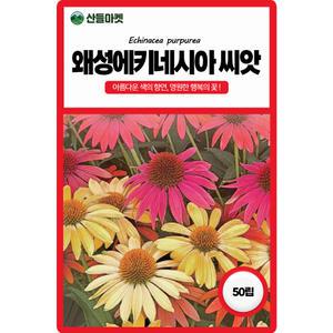 산들마켓 왜성에키네시아 꽃씨앗 50립 아름다운 색의 향연 일년생 꽃씨 종자