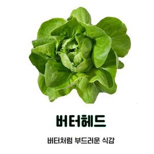 국내산 무농약상추 버터헤드 1kg  /  쌈채소의대표 버터처럼 부드러움식감
