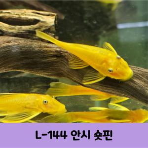 열대어 관상어 L-144 안시 숏핀 3마리