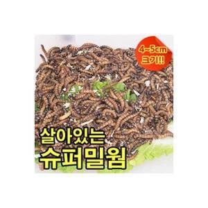 슈퍼밀웜4-5cm 50마리 100마리 200마리 고슴도치 햄스터 파충류 도마뱀먹이 안전포장