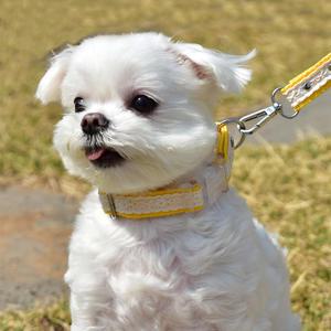 강아지 레이스 목줄 산책줄 반려견 고양이